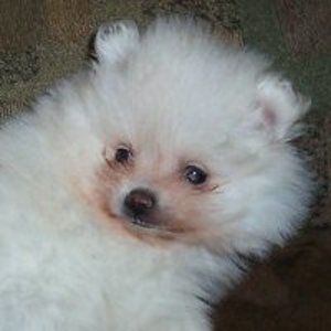 Meet your Posher, Janice